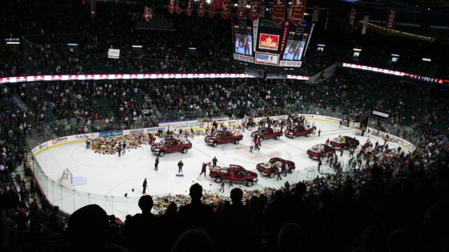 Thousands of teddy bears on the ice being cleared during the annual Teddy Bear Toss at a Calgary Hitmen game in the Saddledome, December 2006.