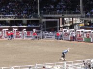 A tie-down roping run at the Calgary Stampede rodeo, July 2010.