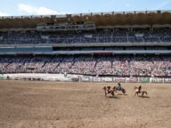 A bareback bronc rider competing at the Calgary Stampede rodeo, July 2011.