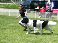 A Landseer dog at the Saanichton Dog Show in British Columbia in May 2009; not a photo of this club's show.